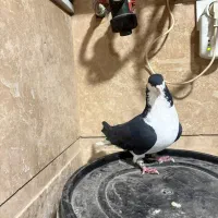 کبوتر بدرنگ|پرنده|قزوین, |دیوار