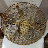 آنتن مودم اینترنت|مودم و تجهیزات شبکه|اهواز, زیتون کارمندی|دیوار