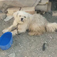 سگ پامر