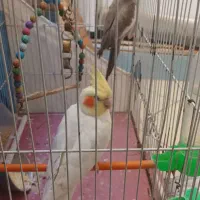 عروس هلندی نر و ماده