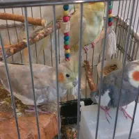 ۴ عدد عروس هلندی یکی از آنها سخنگو