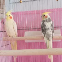 عروس هلندی
