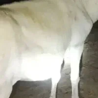 فروش الاغ ۴سال بشرط