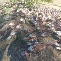 فروش قلی محلی|حیوانات مزرعه|بانه, |دیوار