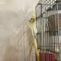 لوتینو نر - به شدت سالم