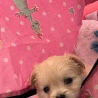 پامرانین روباهی|سگ|آستارا, |دیوار