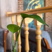 باریستا و ویترس|استخدام خدمات فروشگاه و رستوران|رودهن, |دیوار