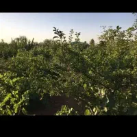 فروش-باغ-انگوروانواع-درختان-میوه-وگل-محمدی