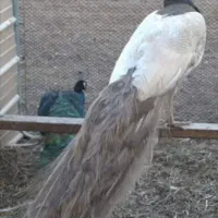 طاووس اوپال نقره ای