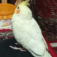 عروس هلندی گم شده