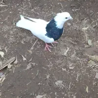 کبوترنرطوق سیاه