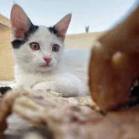 بچه گربه خانگی سالم