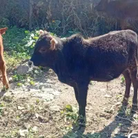 خریدارواقعی تماس بگیرد|حیوانات مزرعه|رامیان, |دیوار