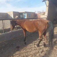 مادیون سر و دمگیر خوب|حیوانات مزرعه|کویرات, |دیوار