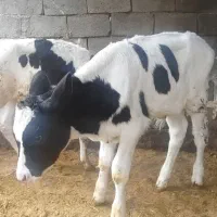 گوساله شیر وازد نر فریمان