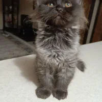 گربه پرشین|گربه|شیراز, درکی|دیوار