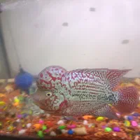 فروش و معاوصه|ماهی|تهران, مختاری|دیوار