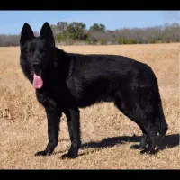 توله ژرمن بلک