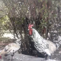 خروس