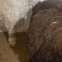 بره نر داشتی