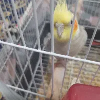 پرنده
