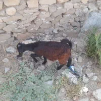 کهره ماده و نر