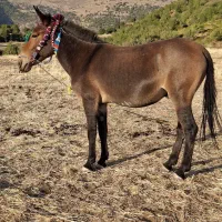 فروش قاطر|حیوانات مزرعه|بانه, |دیوار