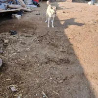 واگذاری ماده سگ|سگ|اهر, |دیوار