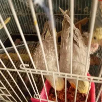 عروس هلندی|پرنده|گلستان (تهران), |دیوار