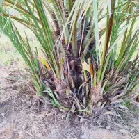 نهال نخل،استعمران