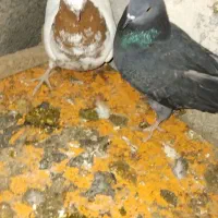 کبوتر|پرنده|صوفیان, |دیوار