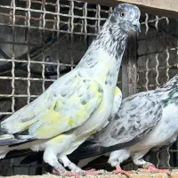 کبوتر دستپر قوچی|پرنده|قائم‌شهر, |دیوار