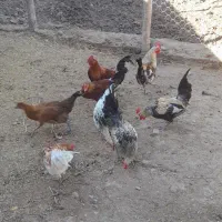 ۸ عدد خروس ۶ ماهه|حیوانات مزرعه|پلدختر, |دیوار