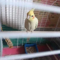 جفت عروس هلندی