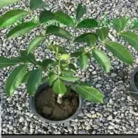 نهالستان نمونه نهال