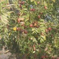 عناب|خوردنی و آشامیدنی|مشهد, طرق|دیوار
