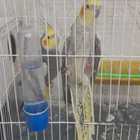 عروس هلندی|پرنده|گلبهار, شهر جدید گلبهار|دیوار