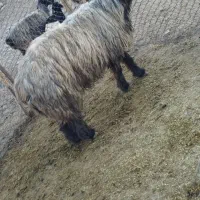 قوچ|حیوانات مزرعه|فیروزآباد (فارس), |دیوار