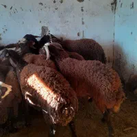 بره افشاری پروارشده|حیوانات مزرعه|بندر گز, |دیوار