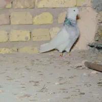 طوقی|پرنده|یزد, |دیوار