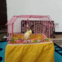 جوجه عروس هلندی ۱ ماهه