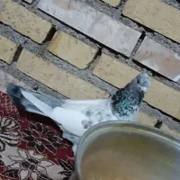 کبوتر رنگی|پرنده|شوشتر, |دیوار