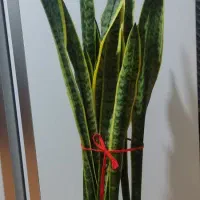 گل و گیاه طبیعی زیبا و سرحال|گل و گیاه طبیعی|زابل, |دیوار