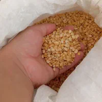 لپه ،محصول امسال|خوردنی و آشامیدنی|سقز, |دیوار