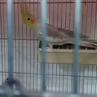 جوجه عروس نر دستی شاه تخم ، فقط ۵۰۰
