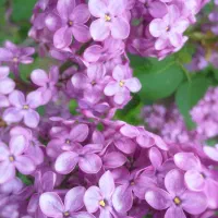 شرکت نظافتی *نشاط آوران یاس*