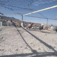 س یازده عددنربایگ ماده پرشی زدوخوردی موقع  سربیشه