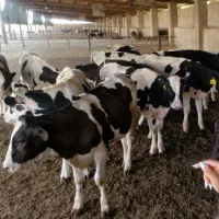 فروش گوساله هلشتاین با کیفیت ممتاز
