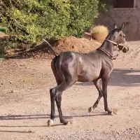 کره اسب ماده ۱۰ ماه