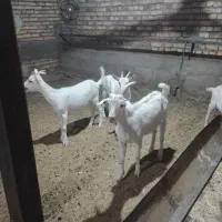 سه عددبزغاله ماده سانن وسه نرشش ماهه